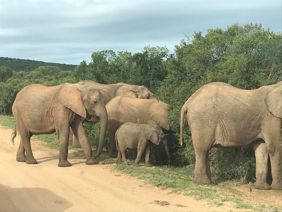 Elephants 3 Good Morning Sunshine